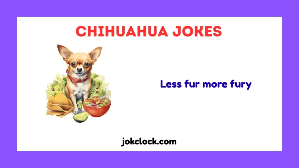 Chihuahua Jokes