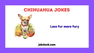 Chihuahua Jokes