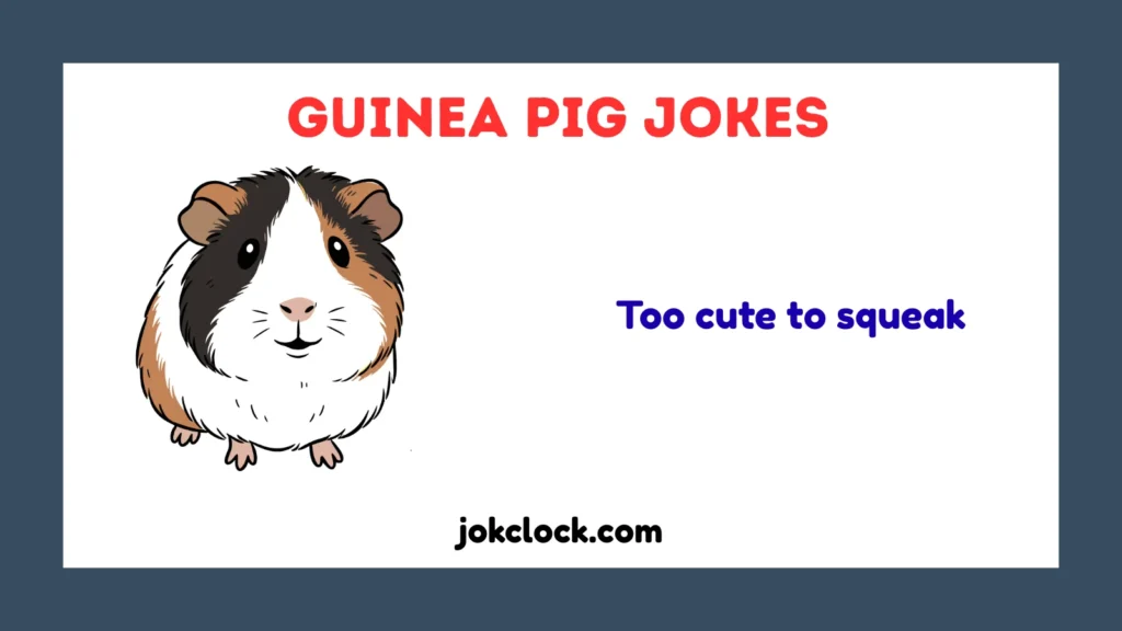 Guinea Pig Jokes